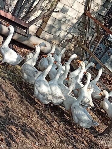 Inəklər, öküzlər: Ağ rəngli ev qazları – bir sürü

hamisi bir yerdə 30az — 2
