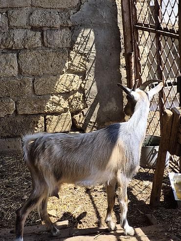 mal qara: Dişi, Alpine, il: 1, Südlük, Damazlıq, Ünvandan götürmə — 4