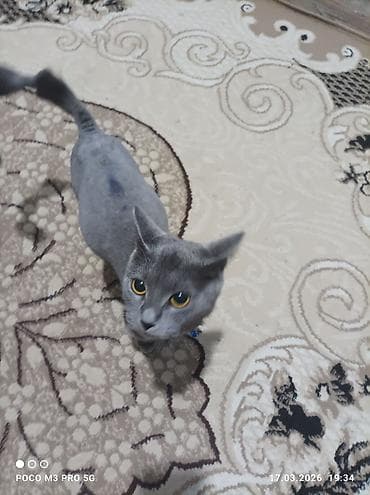 pişik satisi 2019: Rus mavi — 1