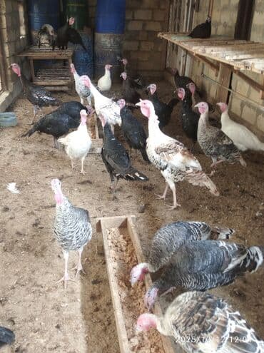 домики для кошек баку: Самка, Для разведения, Бесплатная доставка — 1