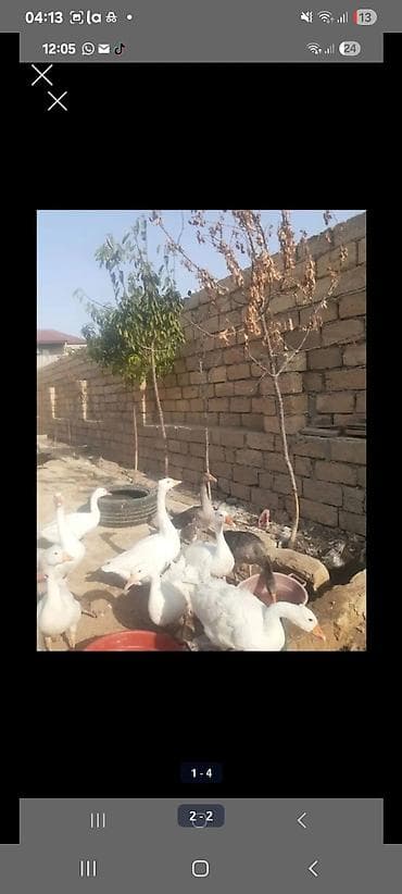 Yerli ve kuban qazi teccli satlir bina evine kocurem deye tam saglam 9 lalafo.az -da Yerli ve kuban qazi teccli satlir bina evine kocurem deye tam saglam 9