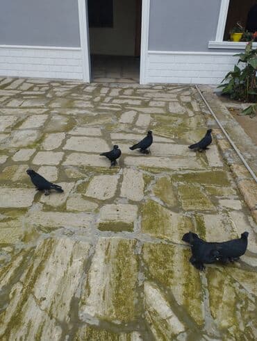 heyvanlara verilen xususi adlar: Qara paşalı göyərçinlər (ayaqları tüklü) - Rəng: tam qara, parlaq — 2