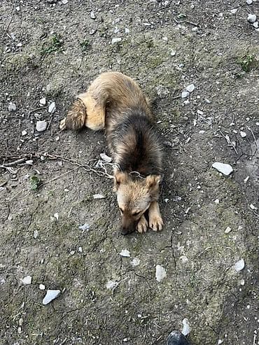 itler: İt – orta ölçülü, uzun tüklü, qızılı-qəhvəyi rəng çalarda, qara kürək — 3