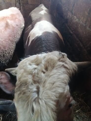 it adları erkek: Ətlik dana — 4