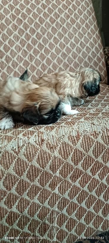 Pekines, 2 ay, Dişi