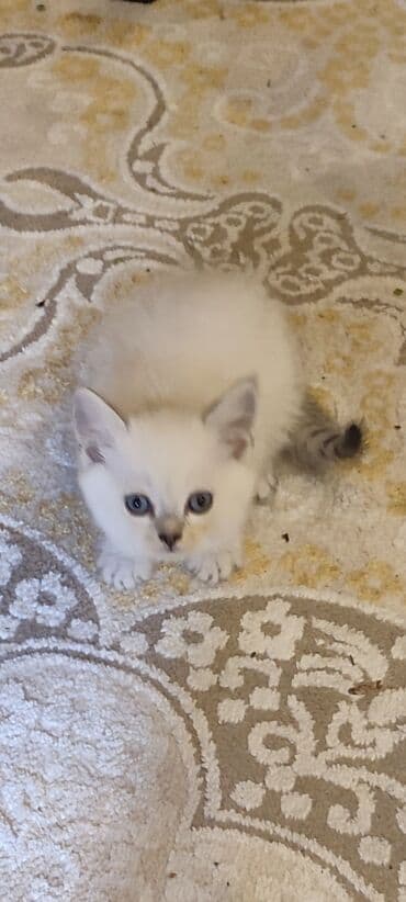 Şinşilla, Erkək, Yaxşı əllərə, Ünvandan götürmə, Ödənişli çatdırılma lalafo.az -da Şinşilla, Erkək, Yaxşı əllərə, Ünvandan götürmə, Ödənişli çatdırılma