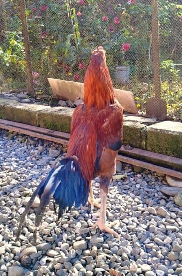 Salam Heyratı beçə 80 Heyratı sarıfete Fotoşəkillər Samsung Galaxy A7 — 7