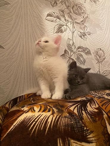 Gəmiricilər: Şotland yastı qulaq — 6