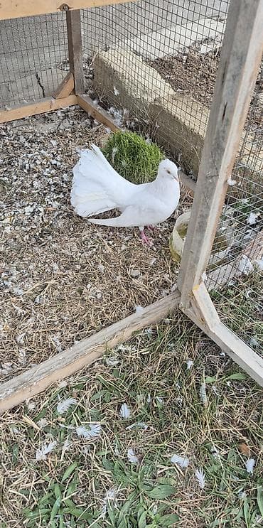 qus iran: Salam çüt deyillər ancaq erkək dişidilər hər ikisinin çütün pişiy — 1