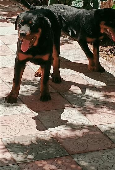 bala tutuquşu: Rotveyler, 4 ay, Erkek, Peyvəndli, Ünvandan götürmə — 4