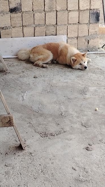 Akita-inu lalafo.az -da Akita-inu