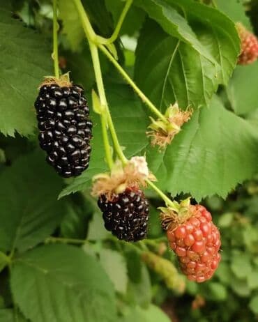 Ağaclar: Isdenilen sort var sadece zeng edin catiraq — 5