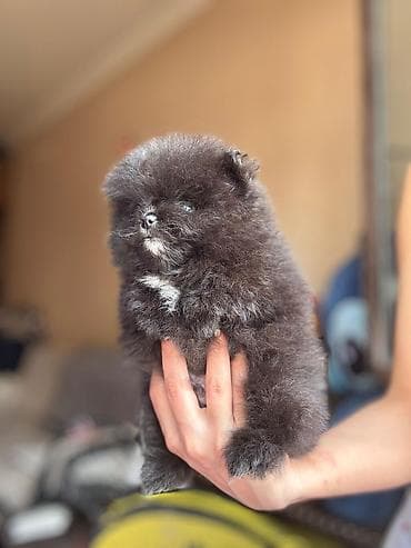 şotland pişik: Şotland — 5