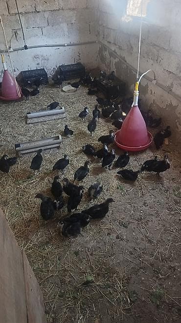 bildircin satisi tap az: Toyuq cücələri, Damazlıq — 2