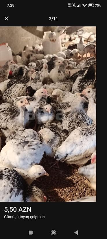 bildirçin əti satışı: ‼️ Serebrist Colpaları Endirim olundu 2 ay yarımlığ tam sağlam — 7