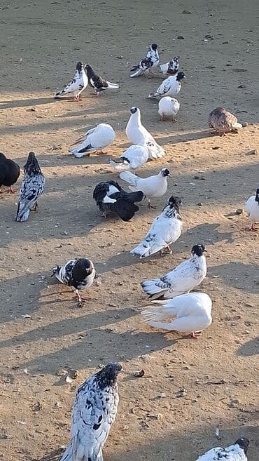 jako tutuquşunun digər adı: Göyərçinlər — 2