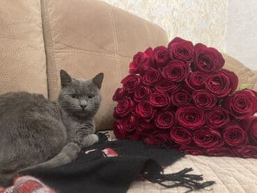 nərgiz gülü satışı: Britan piwiyidi olkeden cixiw edilir deye tecili satilir — 1