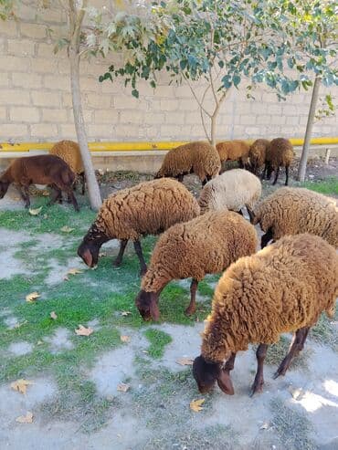 qala sortu: Quzu, Dişi, Qala, ay: 1, 30 kq, Damazlıq, Ünvandan götürmə — 5