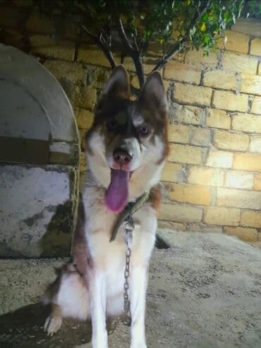 Xaski, 1 il, Erkek, Peyvəndli, Ünvandan götürmə