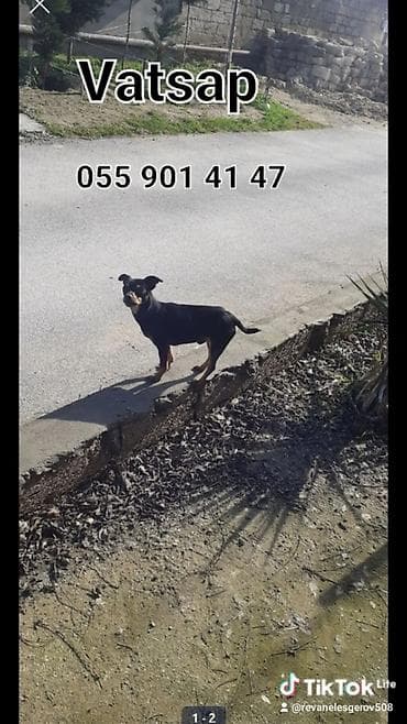 Pişiklər: Kiçik ölçülü, qara rəngdə, qəhvəyi işarəli it. Sıx, parlaq kürk, qısa — 1