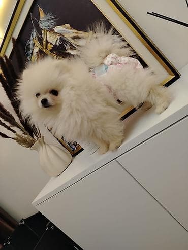 pişiy adları: Britan — 6