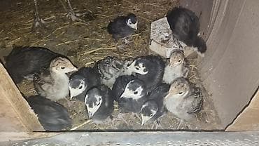 quşlar: 25 günlük balalardı tam sağlam sağlamlıqlarına cavabdehəm 13 denedi — 2