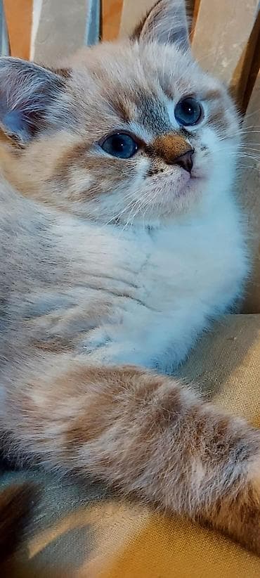 Птицы: Британская, Самка — 4