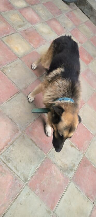 немецкие овчарки щенки купить: Немецкая овчарка, 2 года, Самец, С прививками, Платная доставка — 3