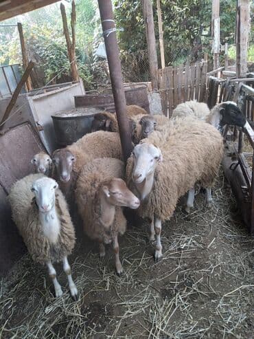15 baş damazlıq qoyun saglam heyvanlardı yonca verilir hamsı bogazdı