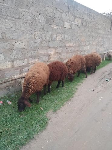 xoruz sekilleri: Qoyun sürüsü – yerli cins, qəhvəyi tük rəngi - Məhsul: Qoyunlar (bir — 3