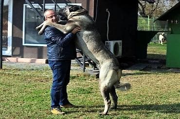 Kanqal lalafo.az -da Kanqal