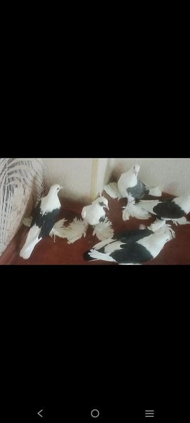 goyercin satişi baki: Qoşa çep uzun lelekliler 5 ededi 2bala 1 maya baladan qizma erkek — 4