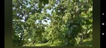 xırdalan kirayə evlər 1 otaqlı: 15 sot, Tikinti, Barter mümkündür, Kupça (Çıxarış) — 3