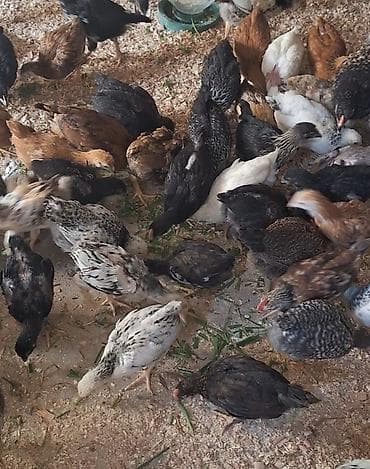 quşlar: Toyuq cücələri, Damazlıq, Ödənişli çatdırılma — 1