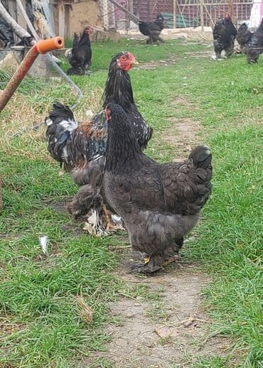 Ördəklər: Toyuq, Brama, Damazlıq, Ödənişli çatdırılma — 7