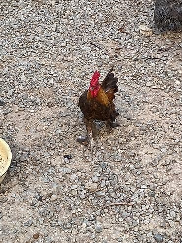 quşlar: Xoruz 🐓 Yaponka — 3