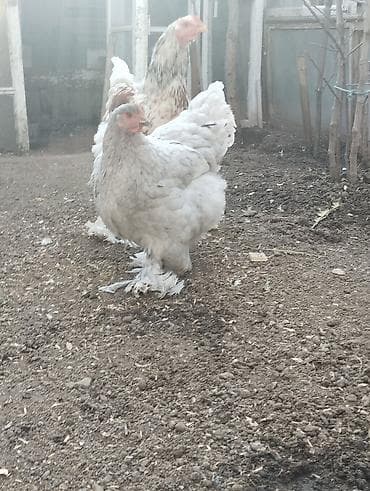 K/t heyvanları üçün mallar: Toyuq, Brama, Damazlıq, Ünvandan götürmə — 6