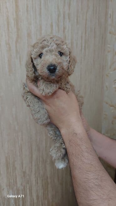 Heyvanlar üçün mallar: Малый пудель мальчики и девочки,дата рождения 26 декабря.Прглистованы — 1
