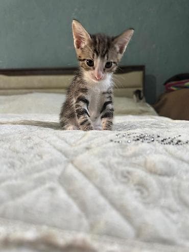 pisi: Tabbi, Yaxşı əllərə, Pulsuz çatdırılma — 1