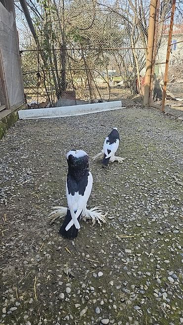 qafqaz çoban iti: Pomerian dutular hazır cütdü hal hazirda yumurta üsdündə oturullar hər — 2