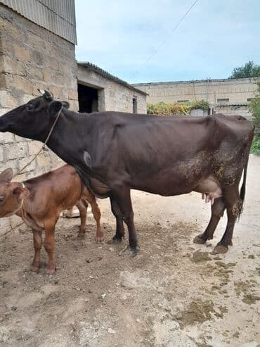 heyvan bazari inekler: Inəklər, öküzlər — 4