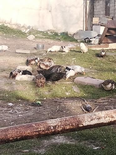 Akvariumlar: Salam Aleykum ördek sürüsünü kom alan olsa sonu 10 Manatnan verecem — 3