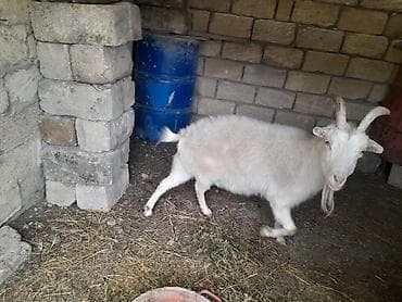 keçi dişi: Dişi, il: 2, Damazlıq, Ünvandan götürmə — 3