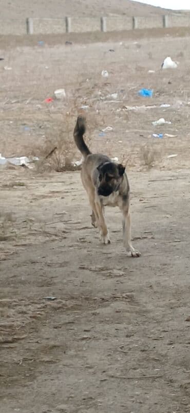 Çaydanlar: Kanqal, 1 il, Dişi, Peyvəndli, Rayonlara çatdırılma — 2