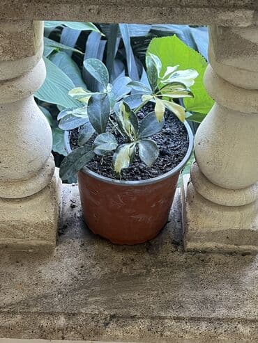 продажа комнатных растений: Her nov guler var endirimnen verecem Gencedi istiyen yazsin satiş — 37