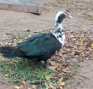 Inəklər, öküzlər: Erkək, | Lal ördək, Damazlıq — 2