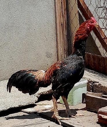 papuqay type 1: Heyratı xoruz satılır. Cinsi brazil, 1 yaş 6 aylıqdır. Bala almışam — 2