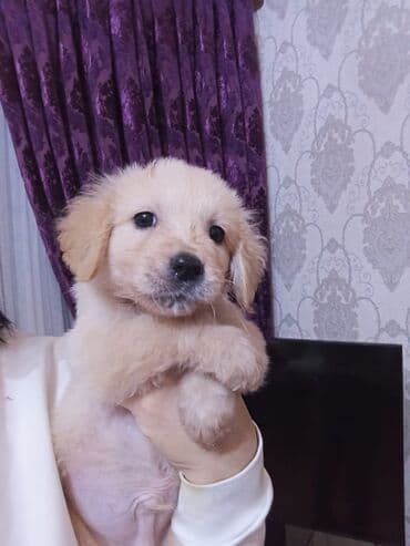 ov itləri: Retriever, Peyvəndli — 1