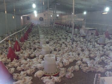 pirşağı torpağ: 10 sot, Biznes üçün, Mülkiyyətçi, Kupça (Çıxarış) — 10