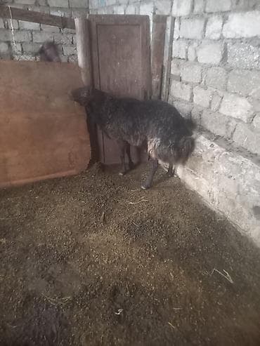 Atlar: Erkək, Qala, il: 3, Damazlıq — 2